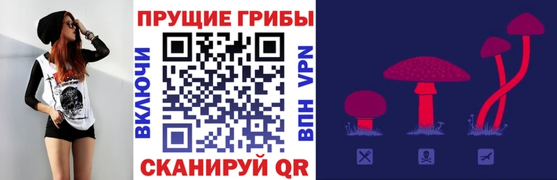 Галлюциногенные грибы Psilocybe  Почеп 